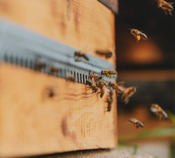 Bee Gentle Ansiktsolje - Bilde 3