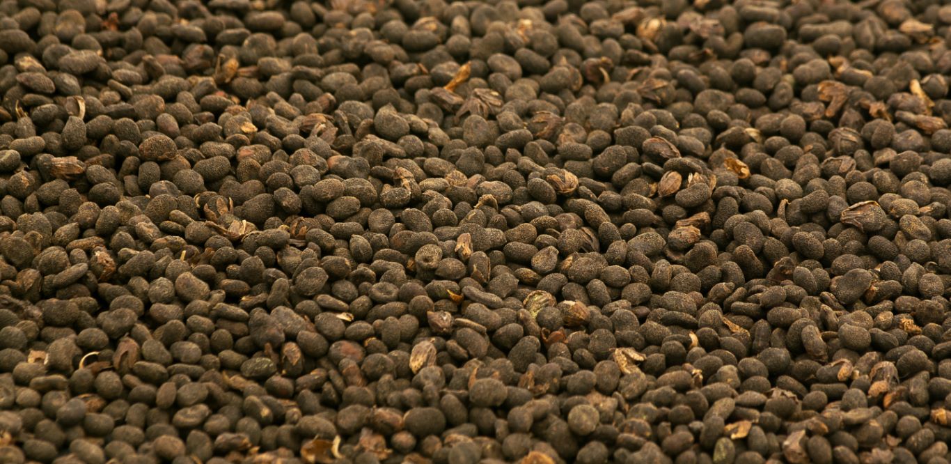 Babchi Bachukiol Psoralea Corylifolia seeds 1371586364 Close up dry and whole. Top view selective focus depth of field. Bakuchiol concept Medium