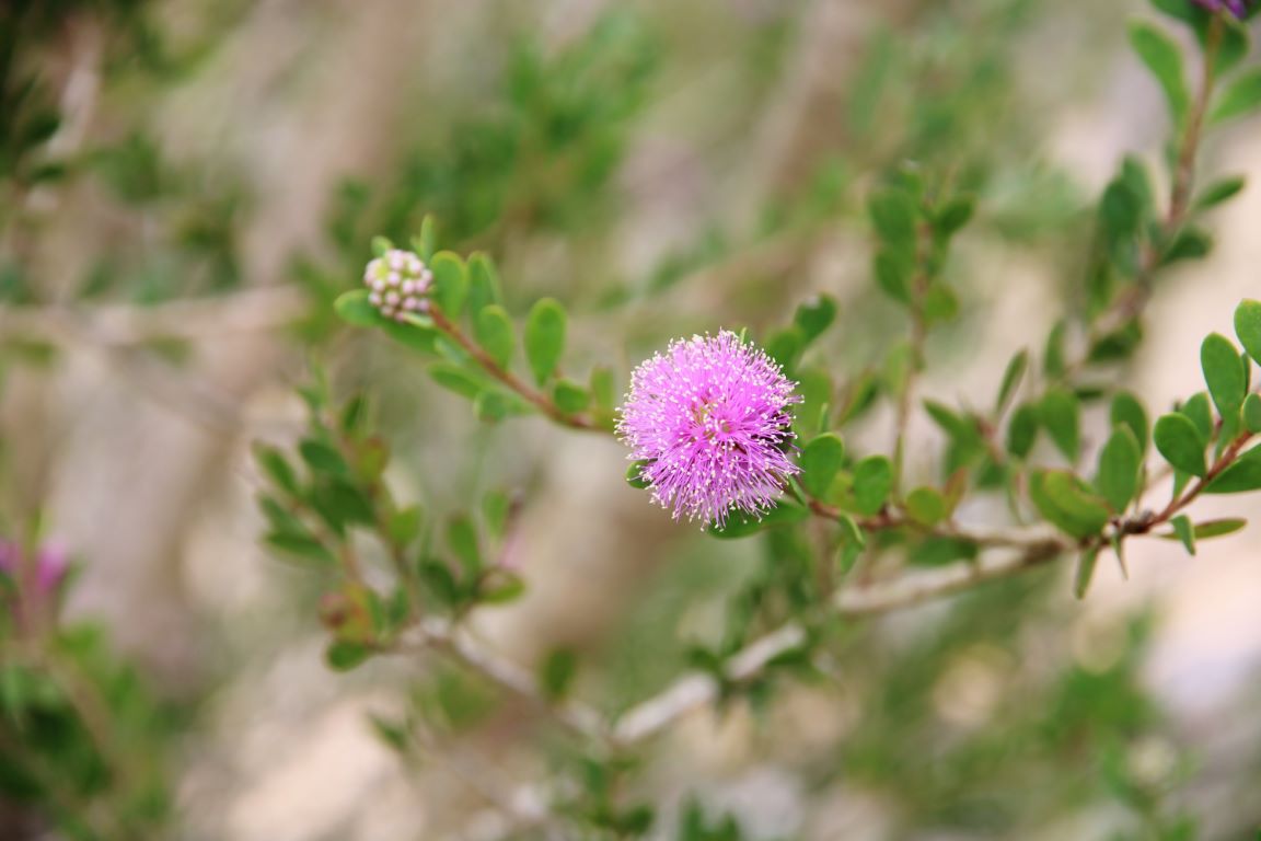 Honey myrtle