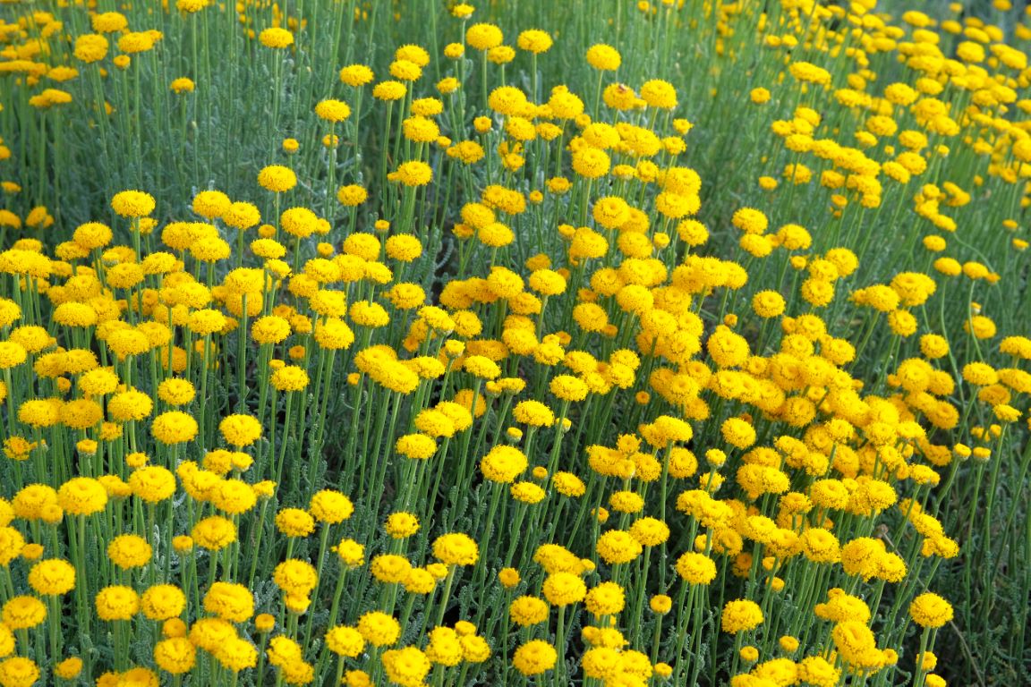 Immortelle Helichrysum Evighetsblomst Medium