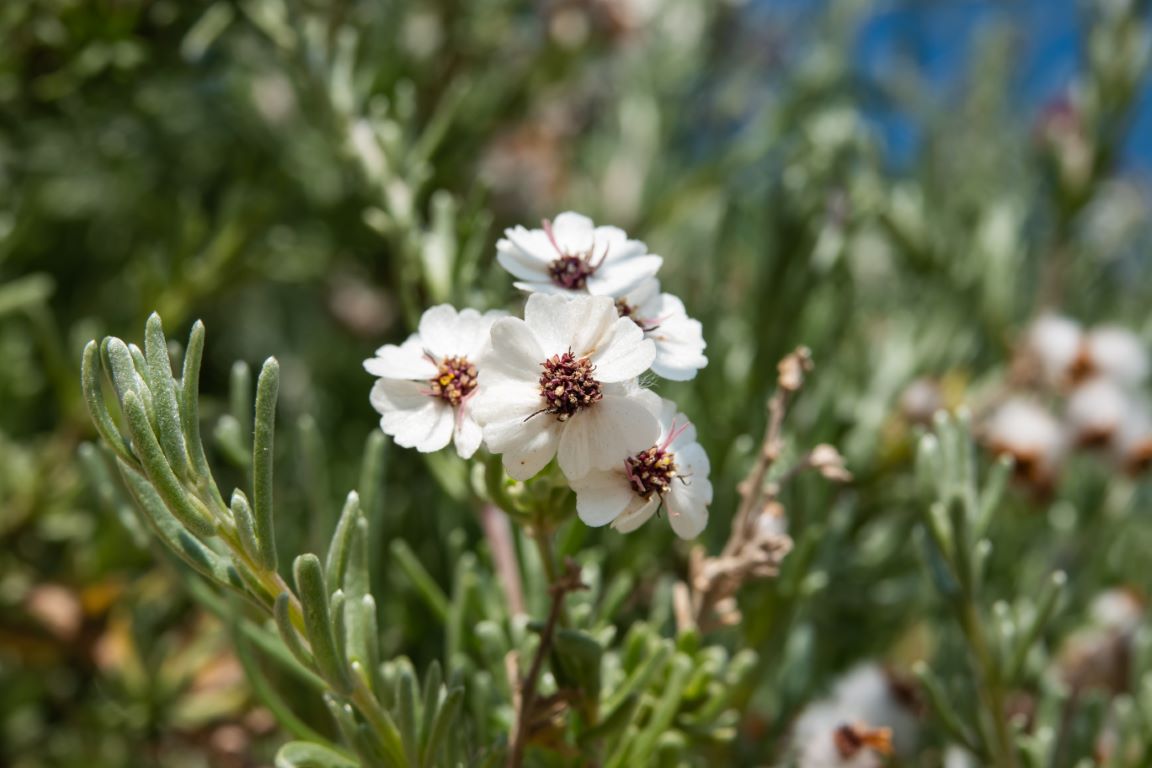 Kamille Cape Chamomile Snow Bush Flowers in Bloom in Winter 1347705551 Medium