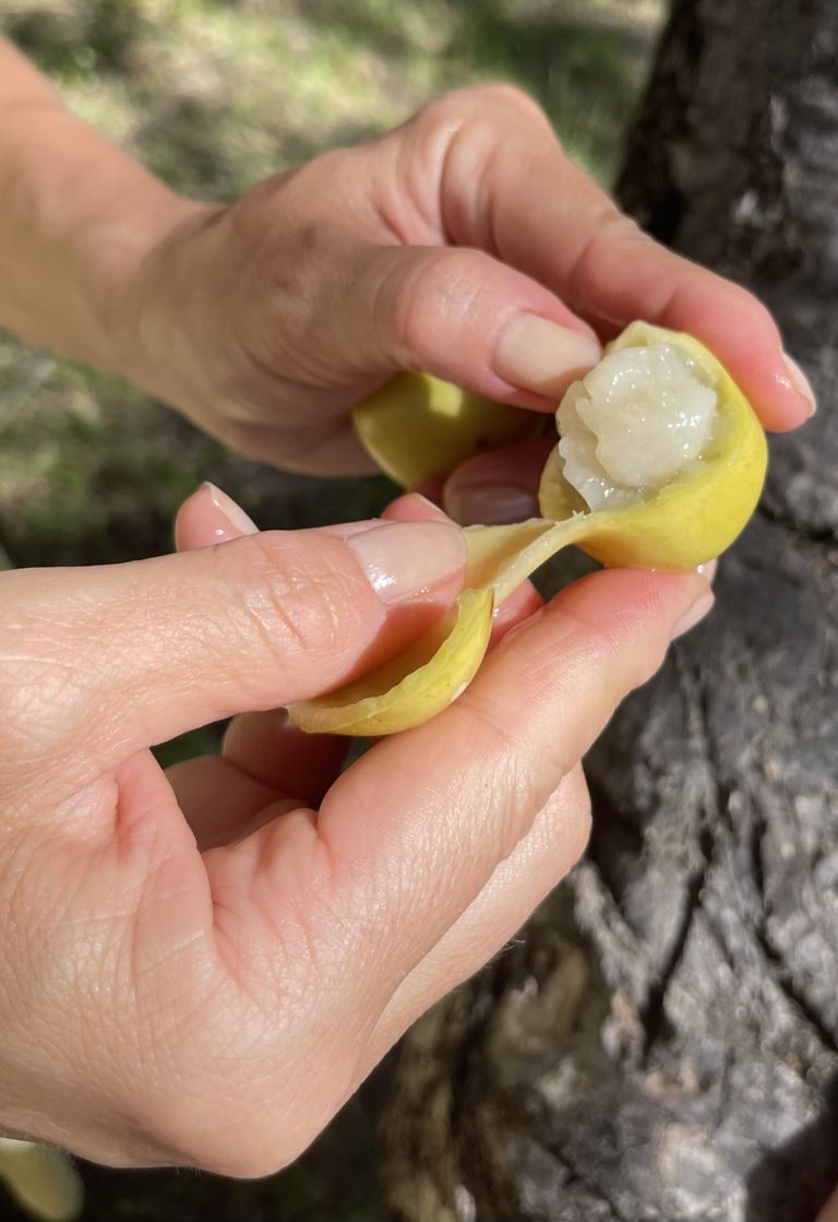 Marula Olje