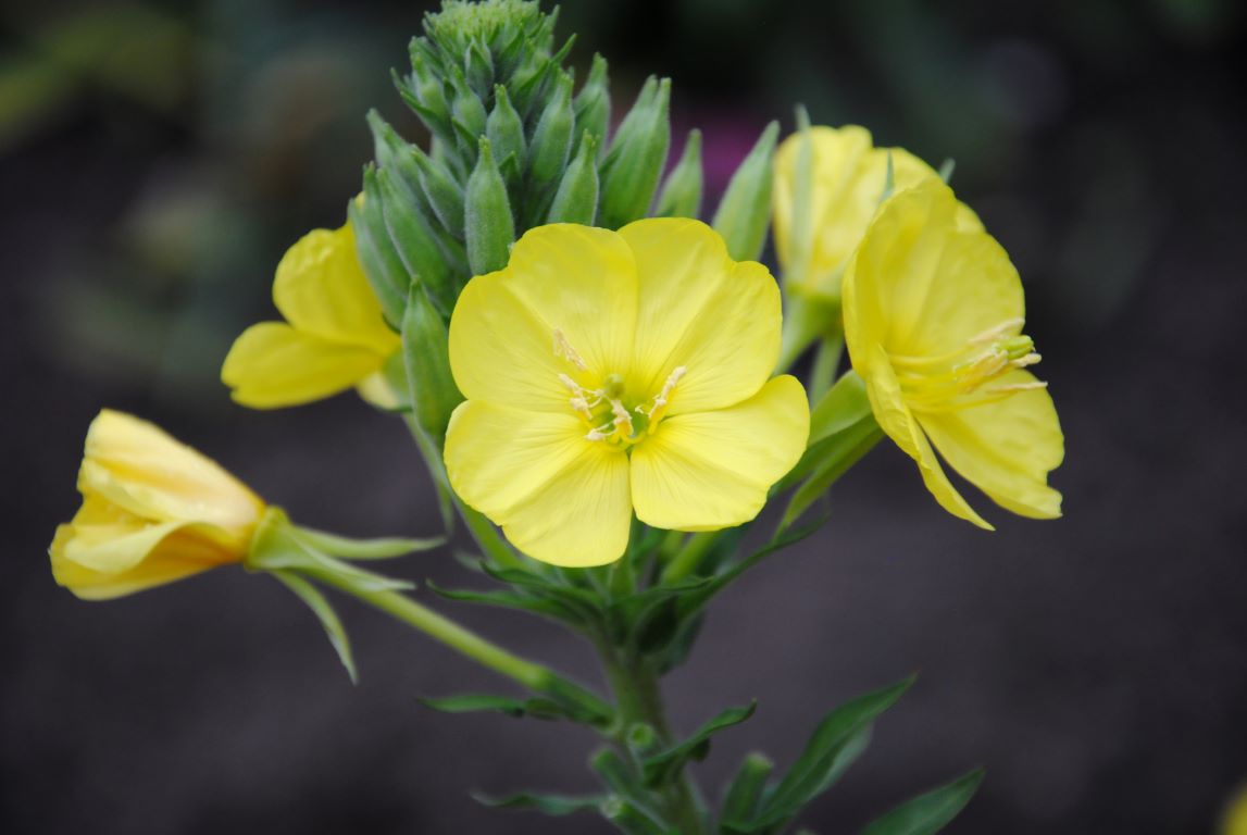 Nattlys olje Evening primrose