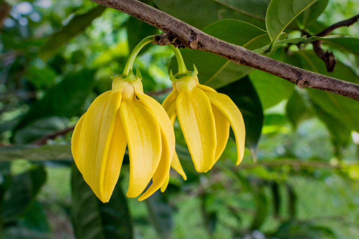 Ylangylang Medium