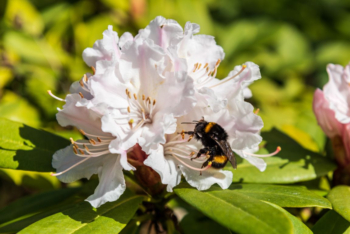 rododendron med humle Medium