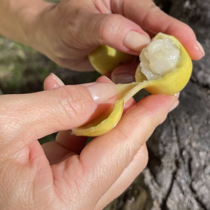 Marula Olje