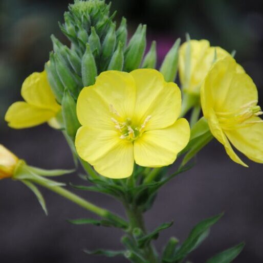 Nattlys olje - Evening primrose