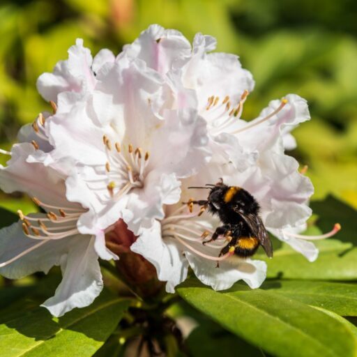 Rododendron